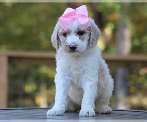 Poodle (Standard) Puppy for sale in LINDEN, TN, USA