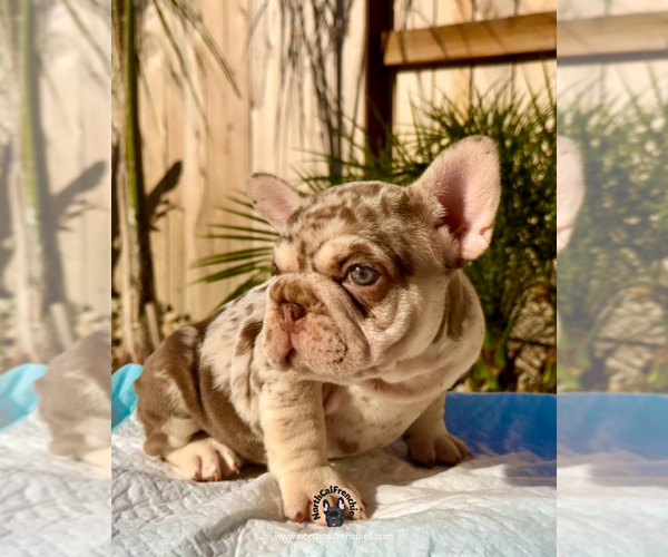 Medium Photo #2 French Bulldog Puppy For Sale in SACRAMENTO, CA, USA