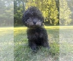 Small #11 Poodle (Miniature)