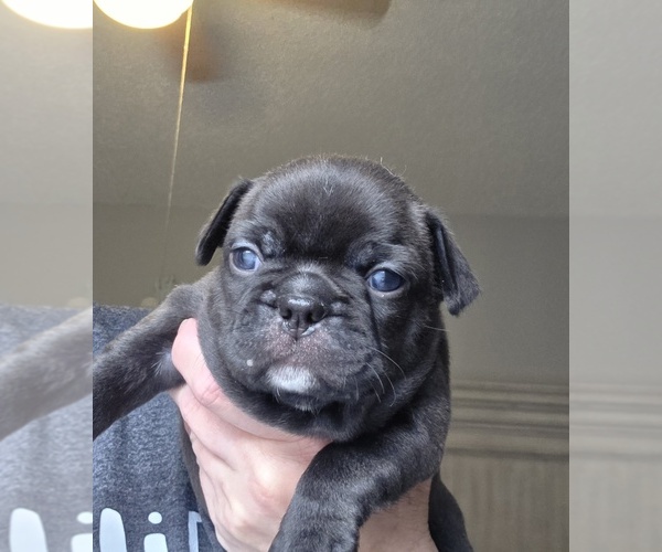 Medium Photo #3 Faux Frenchbo Bulldog Puppy For Sale in FT MYERS, FL, USA