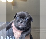 Small #2 Faux Frenchbo Bulldog