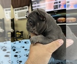 Small Photo #8 French Bulldog Puppy For Sale in TRENTON, TX, USA