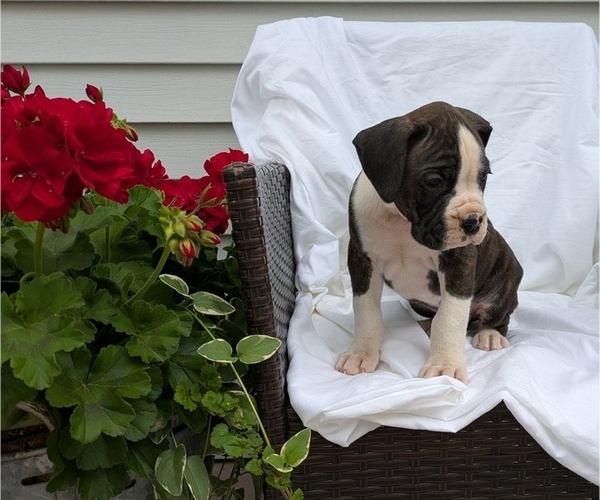 Medium Photo #4 Boxer Puppy For Sale in GOSHEN, IN, USA