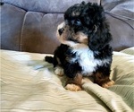 Small #14 Bernedoodle (Miniature)