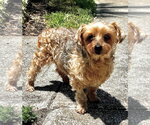Small Maltese Mix