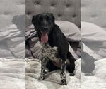 Small #8 Collie-Labrador Retriever Mix
