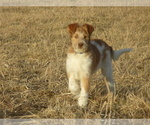 Small Photo #9 Bordoodle Puppy For Sale in OLATHE, CO, USA
