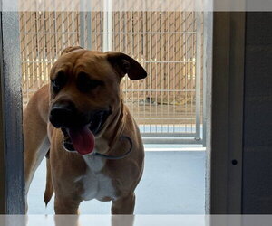 German Shepherd Dog-Unknown Mix Dogs for adoption in Downey, CA, USA