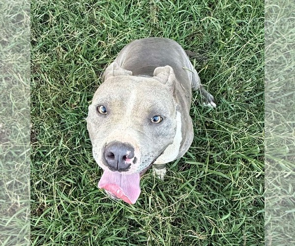 Medium Photo #2 American Pit Bull Terrier-Unknown Mix Puppy For Sale in Germantown, OH, USA