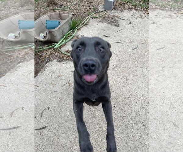 Medium Photo #2 Labrador Retriever-Unknown Mix Puppy For Sale in Jackson, MS, USA