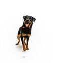 Small #7 Rottweiler Mix