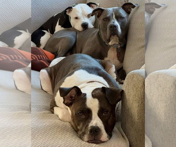 Medium Photo #14 Bulloxer Puppy For Sale in Strongsville, OH, USA