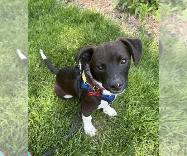 Medium Photo #5 Mutt Puppy For Sale in Mundelein, IL, USA