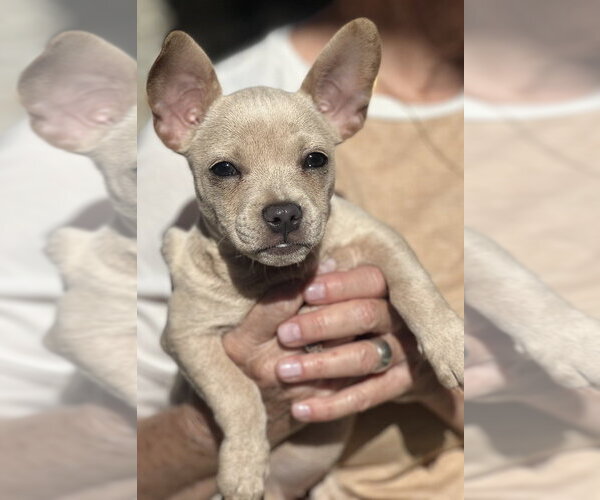 Medium Photo #2 French Bullhuahua Puppy For Sale in Dana Point, CA, USA