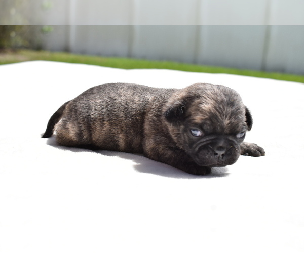 Medium Photo #2 Pug Puppy For Sale in PALM COAST, FL, USA