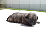 Small #1 Pug