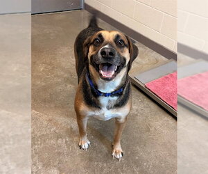 German Shepherd Dog-Unknown Mix Dogs for adoption in Waterford, VA, USA