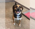 Small German Shepherd Dog Mix