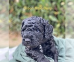 Puppy 8 Goldendoodle-Poodle (Miniature) Mix