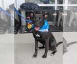 Small #12 American Pit Bull Terrier-German Shepherd Dog Mix