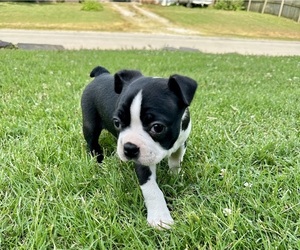 Boston Terrier Puppy for sale in WASHBURN, MO, USA