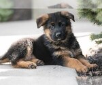 Puppy Black German Shepherd Dog