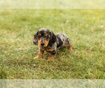 Small #3 Dachshund
