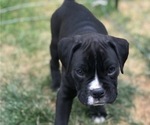 Small Photo #10 Boxer Puppy For Sale in LACEY, WA, USA