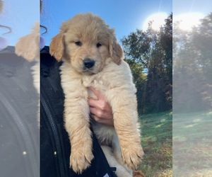 Golden Retriever Puppy for sale in BRANDENBURG, KY, USA