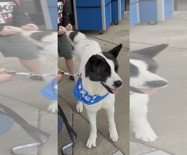 Medium Photo #4 Akita-Unknown Mix Puppy For Sale in Foristell, MO, USA