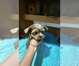 Yorkshire Terrier Puppy for Sale in ALVORD, Iowa USA