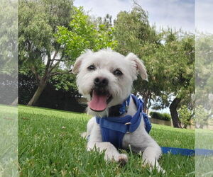 Mal-Shi Dogs for adoption in Santa Clarita, CA, USA