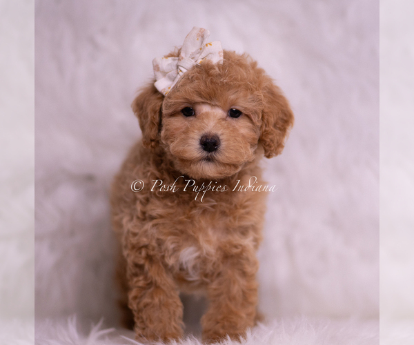 Medium Photo #2 Poodle (Toy) Puppy For Sale in WARSAW, IN, USA