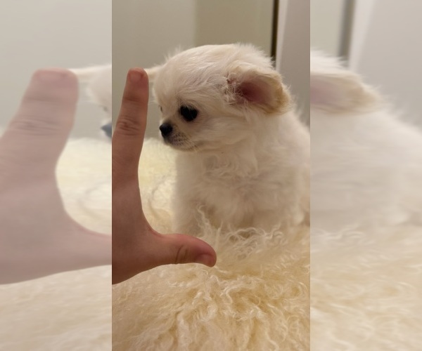 Medium Photo #2 Chihuahua Puppy For Sale in PEORIA, AZ, USA