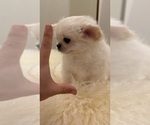 Snowball - Male Chihuahua Puppy for Sale - Photo #2