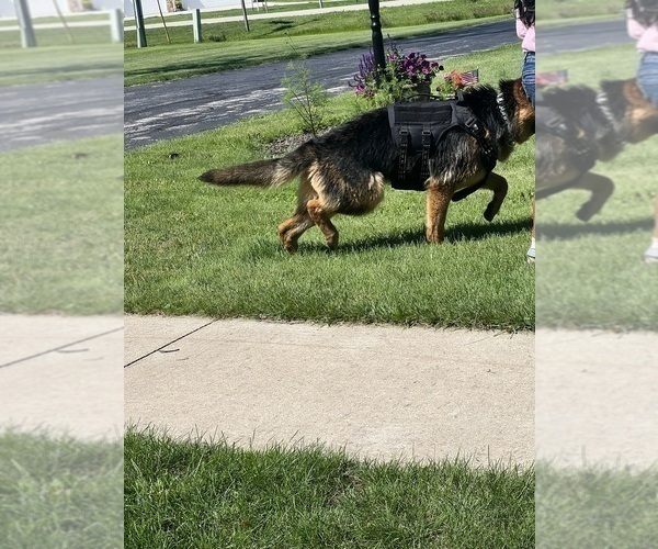 Medium Photo #1 German Shepherd Dog Puppy For Sale in KAUKAUNA, WI, USA
