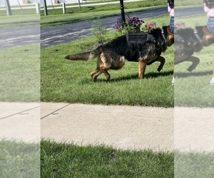 Mother of the German Shepherd Dog puppies born on 12/08/2025