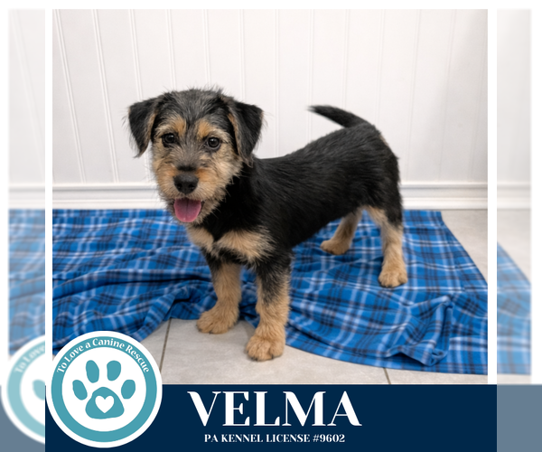 Medium Photo #1 Mutt Puppy For Sale in Kimberton, PA, USA