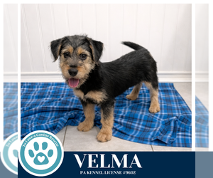 Mutt Dogs for adoption in Kimberton, PA, USA