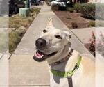 Small #1 Labrador Retriever Mix