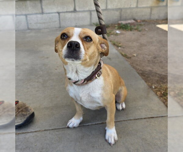 Medium Photo #1 Chihuahua-Unknown Mix Puppy For Sale in Long Beach, CA, USA