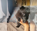 Small #2 Pomeranian