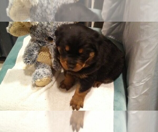 Full screen Photo #1 Rottweiler Puppy For Sale in CONWAY, AR, USA