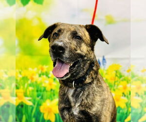 Mutt Dogs for adoption in Jackson , NJ, USA
