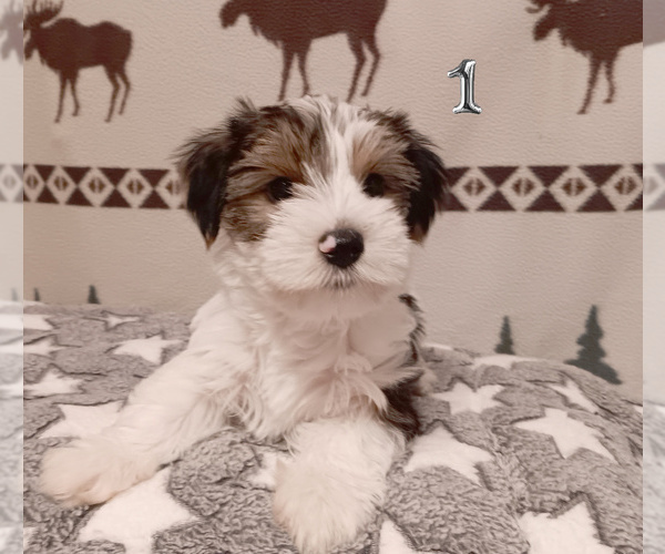 Medium Photo #3 Biewer Yorkie Puppy For Sale in GRANBURY, TX, USA