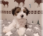 3 Parti Biewer - Female Biewer Yorkie Puppy for Sale - Photo #3