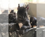 Small Photo #1 Cane Corso Puppy For Sale in PORTERVILLE, CA, USA