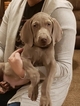 Small Photo #2 Weimaraner Puppy For Sale in BERESFORD, SD, USA