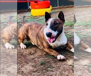 Father of the Bull Terrier puppies born on 10/12/2019