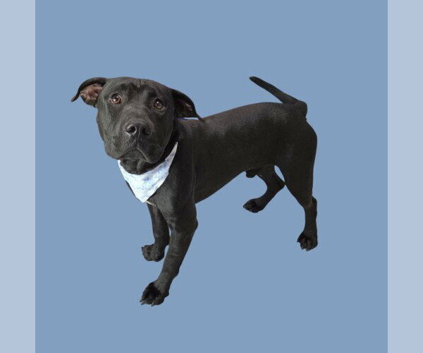 Medium Photo #1 Mutt Puppy For Sale in Bakersfield, CA, USA